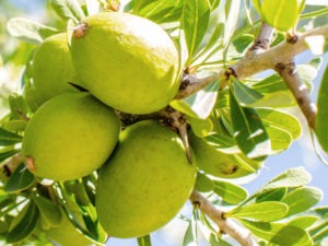 Arganöl gegen Haarausfall und für schöne Haare