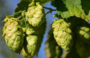 Dr. Balwi Shampoo Hopfen Extrakt