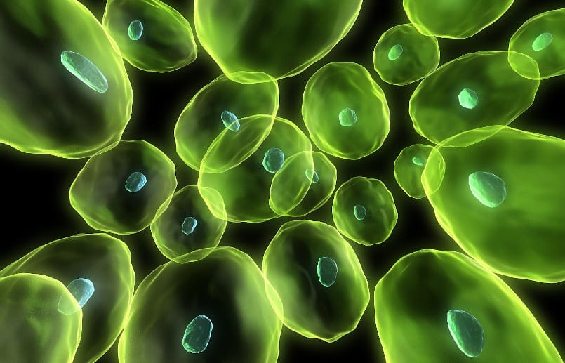 Menschliche Zellen in 3D Nahaufnahme