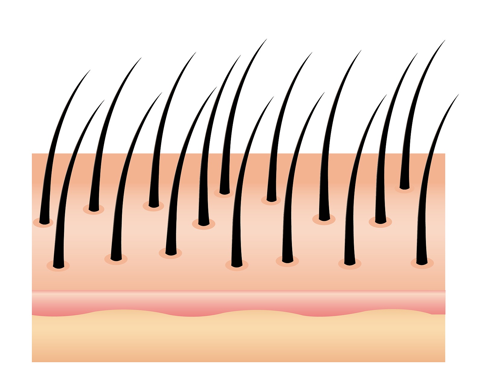Aufbau der Haare