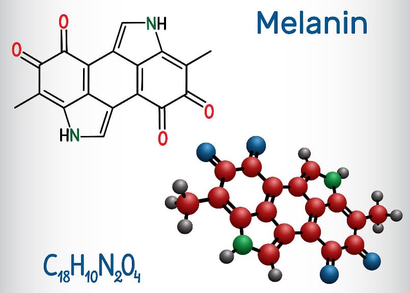 Chemische Zusammensetzung von Melanin